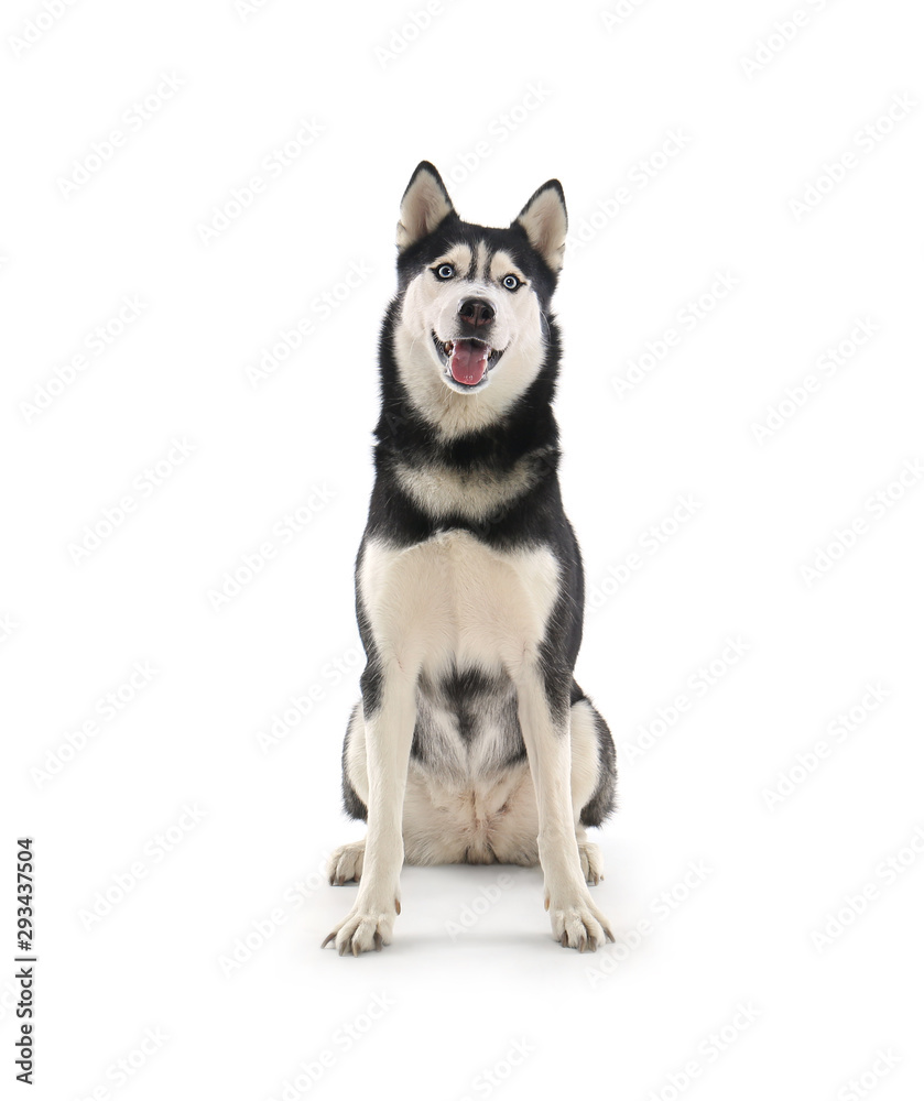 Fototapeta premium Cute Siberian Husky dog isolated on white
