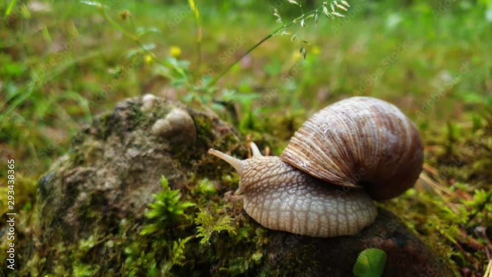 Macro shot of snail crawling creeping in wild nature forest background. Slug slowly moving outdoors green moss closeup summer cloudy day. Macro shot of snail crawling creeping in wild nature forest background. Slug slowly moving outdoors green moss closeup summer cloudy day.