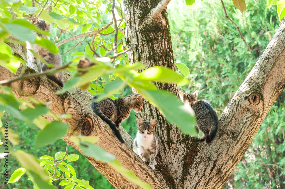 Housecats sitting on a tree on a sunny day. Housecats sitting on a tree on a sunny day.