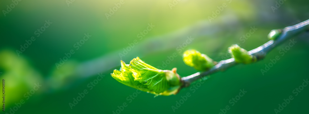 Fresh young green leaves of twig tree growing in spring. Beautiful leaf natural background - obrazy, fototapety, plakaty 