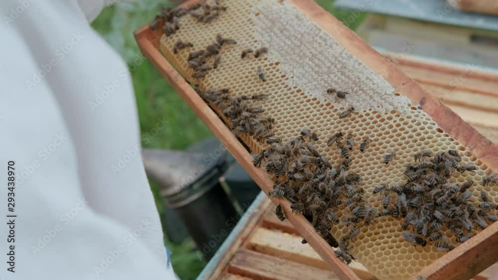 Frames of a bee hive. Beekeeper harvesting honey. Beekeeper Inspecting beehive. Close-up of inspecting the honeycombs on the wooden frame with bees. Many bees on honeycombs. Frames of a bee hive. Beekeeper harvesting honey. Beekeeper Inspecting beehive. Close-up of inspecting the honeycombs on the wooden frame with bees. Many bees on honeycombs.