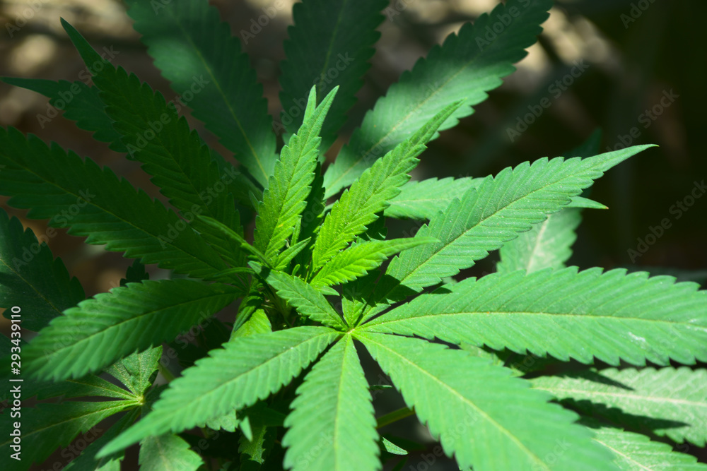 Marijuana Weed Green leaf medicine, cancer herbal plant Marijuana Weed Green leaf medicine, cancer herbal plant