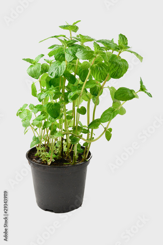 Fresh mint in a pot isolated on white background.