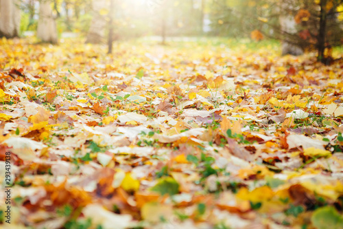 Dry oak leaves on the ground in a beautiful autumn forest Beautiful autumn landscape with fallen yellow leaves and sun. Colorful foliage in the park. Falling leaves natural background