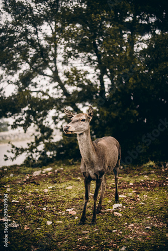 deer in the forest