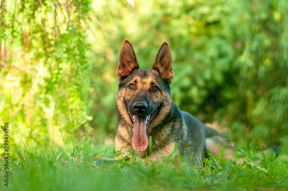 View on a german shepherd dog lying on the green grass View on a german shepherd dog lying on the green grass