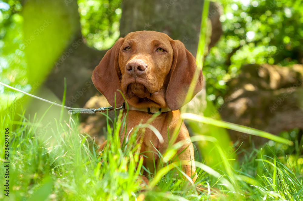 A hungarian vizsla pointing dogsitting in the grass A hungarian vizsla pointing dogsitting in the grass