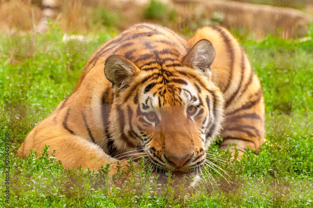 Fototapeta premium Portrait of an amur tiger in a zoo