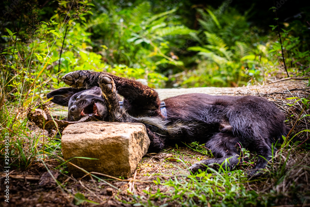 Border collie puppy, 4 months old, lying on the ground in the wood, playing with wood. Border collie puppy, 4 months old, lying on the ground in the wood, playing with wood.