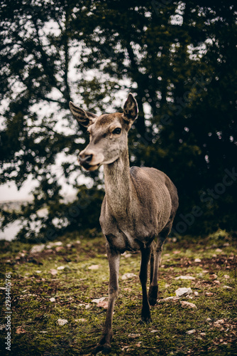 deer in the forest