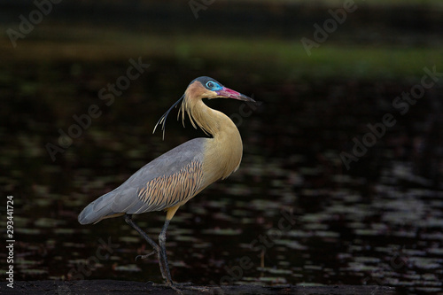 Wild whistling heron (Syrigma sibilatrix) profile portrait at golden sunset light against dark blurred background. photo