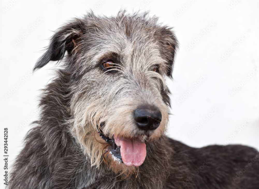 Dog breed  irish wolfhound  portrait on white background