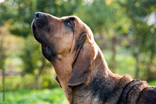 Dog breed bloodhound portrait on nature © annatronova