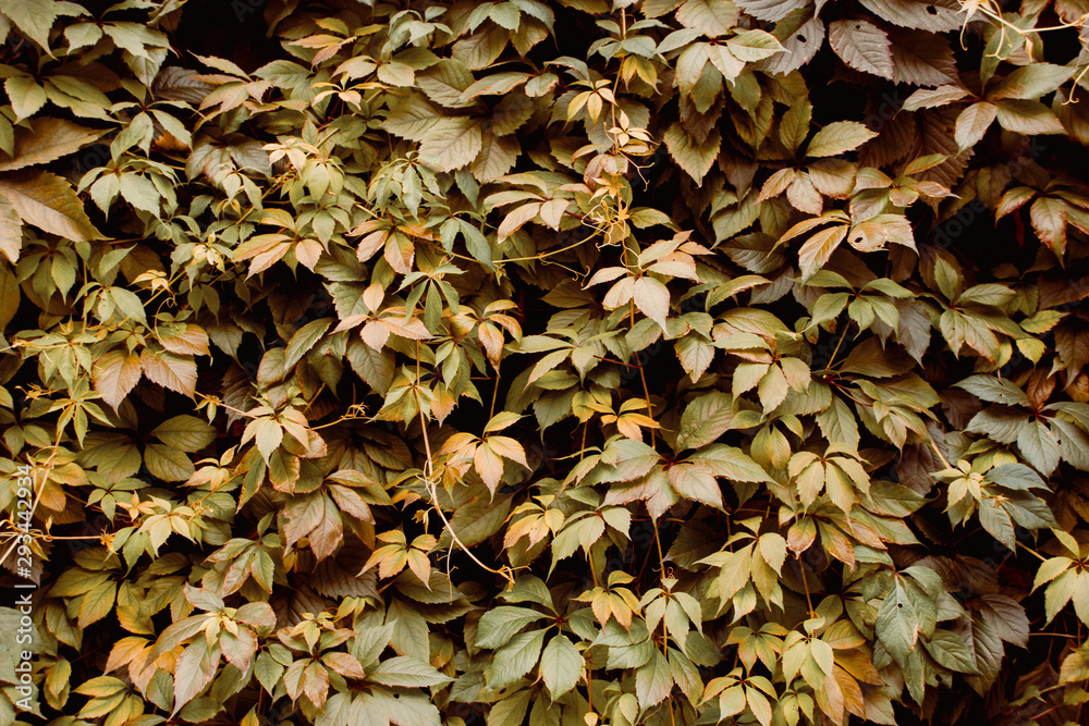 Grape leaf pattern autumn nature background Grape leaf pattern autumn nature background