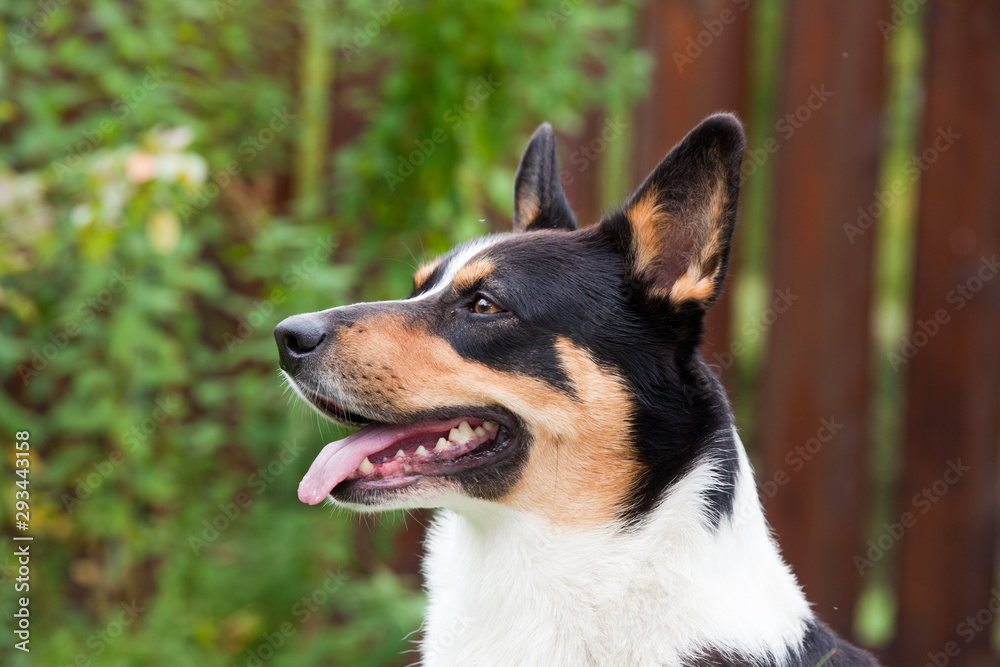 Dog breed Welsh Corgi Cardigan portrait in the yard against the background of a wooden fence