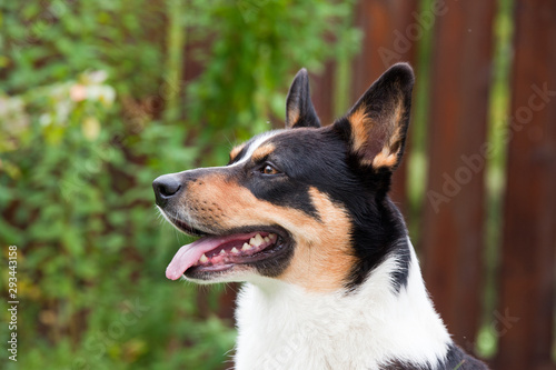Dog breed Welsh Corgi Cardigan portrait in the yard against the background of a wooden fence