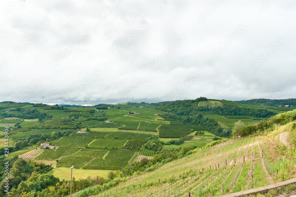 Front view, long distance of hills cultivated with old Moscato wine grapes and vines, surrounding the town of Mango in the hills of the Piedmont wine region of Italy.              