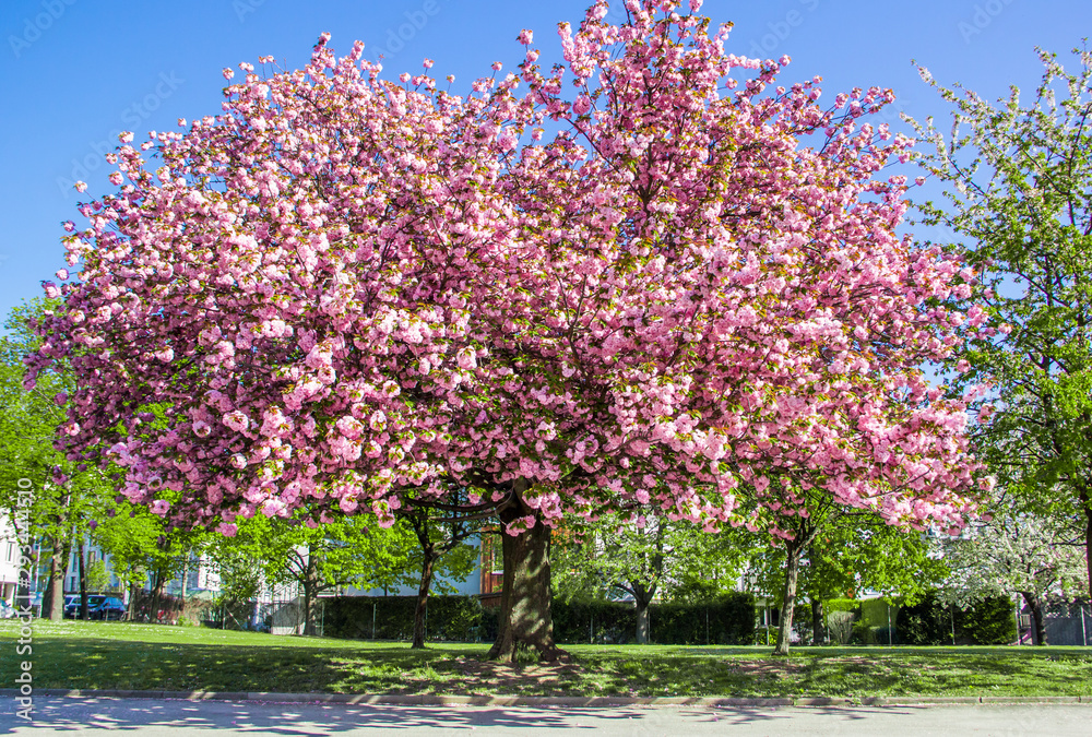 Blühender Kirschbaum im Frühling mit pinken Blüten Blühender Kirschbaum im Frühling mit pinken Blüten