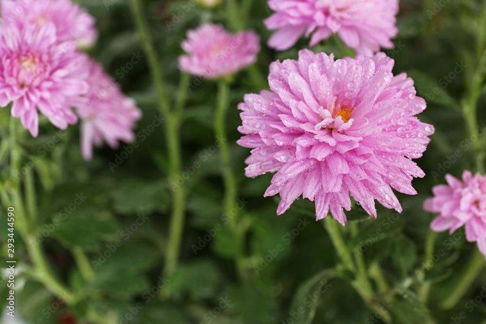 Obraz premium Beautiful pink chrysanthemum flowers with water drops, closeup