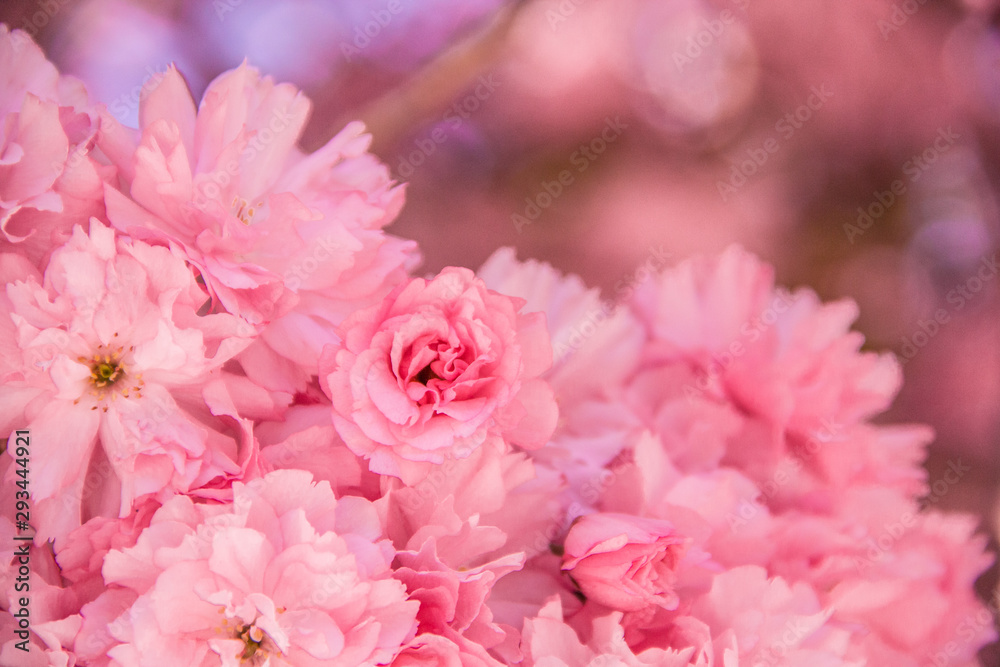 Blühender Kirschbaum im Frühling mit pinken Blüten