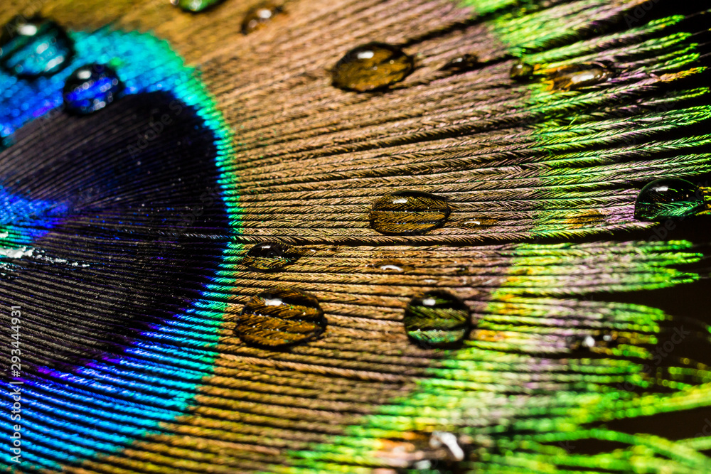 Fototapeta premium water drops on a peacock feather