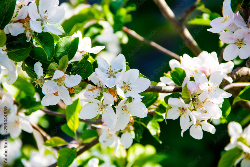 Blühender Kirschbaum im Frühling mit weißen Blüten Blühender Kirschbaum im Frühling mit weißen Blüten