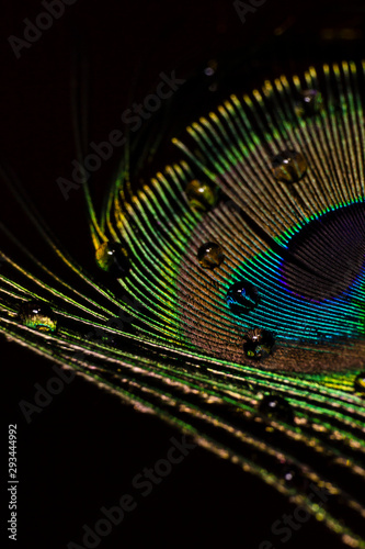 water drops on a peacock feather
