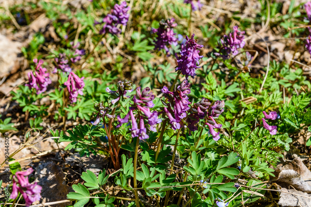 Purple corydalis flowers in a forest on early spring