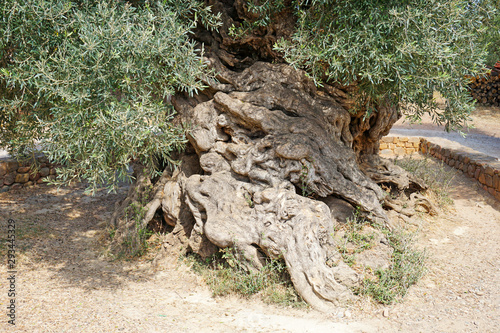The oldest three-thousand-year-old olive tree in the village of Ano Vouves on the island of Crete.