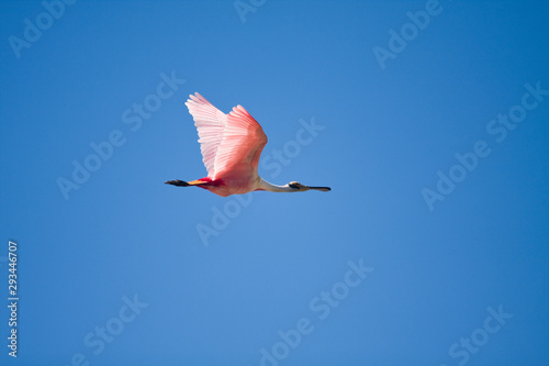 Roseate Spoonbill in flight on blue sky.  Poconé, Pantanal, Brazil.