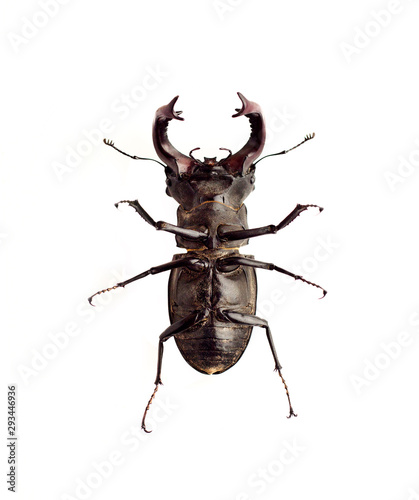 Stag-beetle (Lucanus cervus) closeup isolated on white background