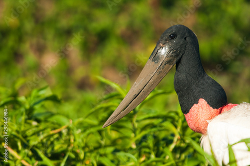 Tuiuiú (Jabiru mycteria) com o bico sujo de lama enquanto se alimenta no Pantanal matogrossense photo