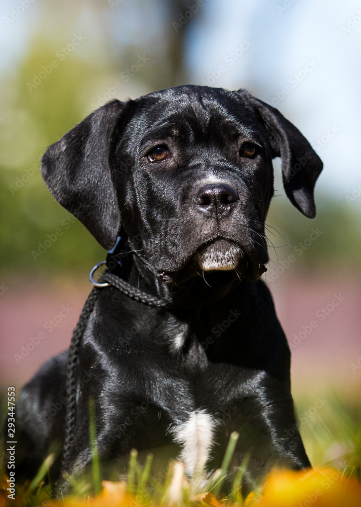 puppy breed Cane Corso on autumn grass puppy breed Cane Corso on autumn grass
