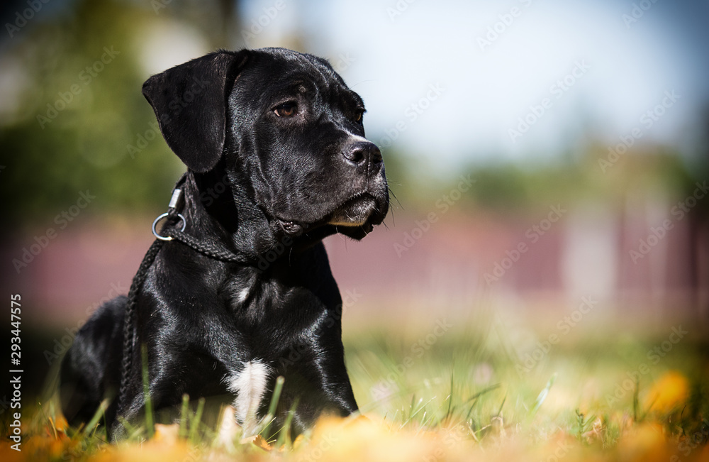 puppy breed Cane Corso on autumn grass puppy breed Cane Corso on autumn grass
