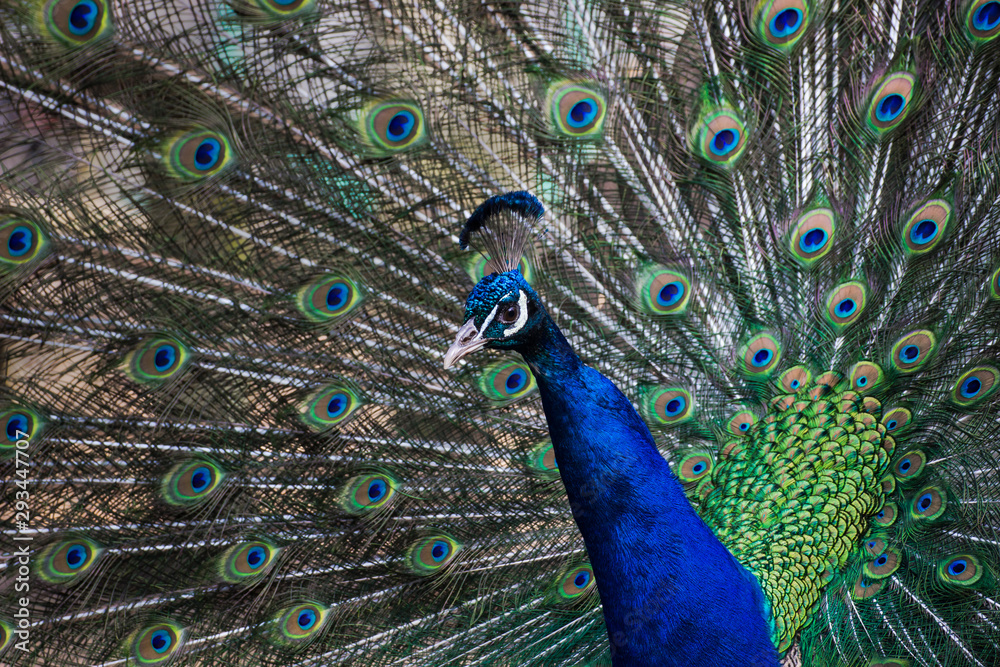 Fototapeta premium male peacock with feathers out