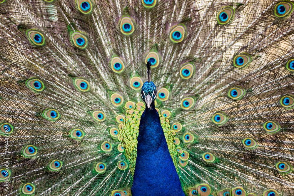 Fototapeta premium Male Peacock Displaying