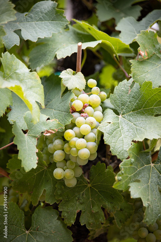 Weinrebe vor der Ernte