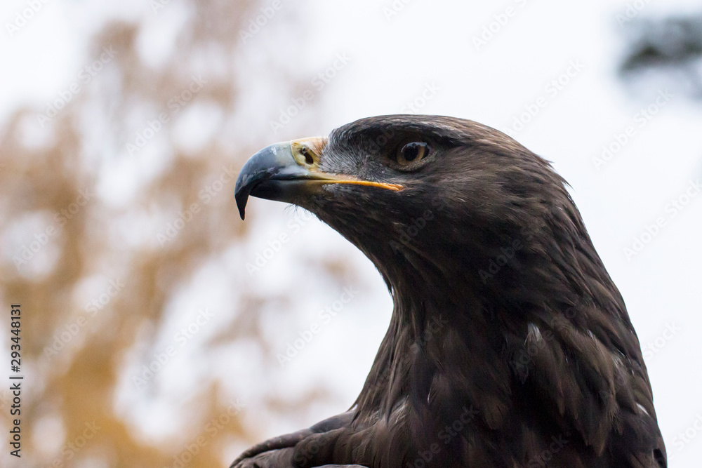Fototapeta premium portrait of an eagle
