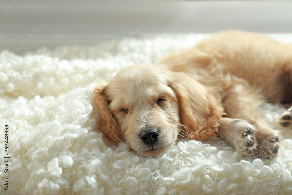 Cute English Cocker Spaniel puppy sleeping on plaid indoors - obrazy, fototapety, plakaty 