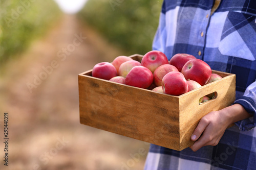 Young woman holding wooden crate with ripe apples outdoors  closeup