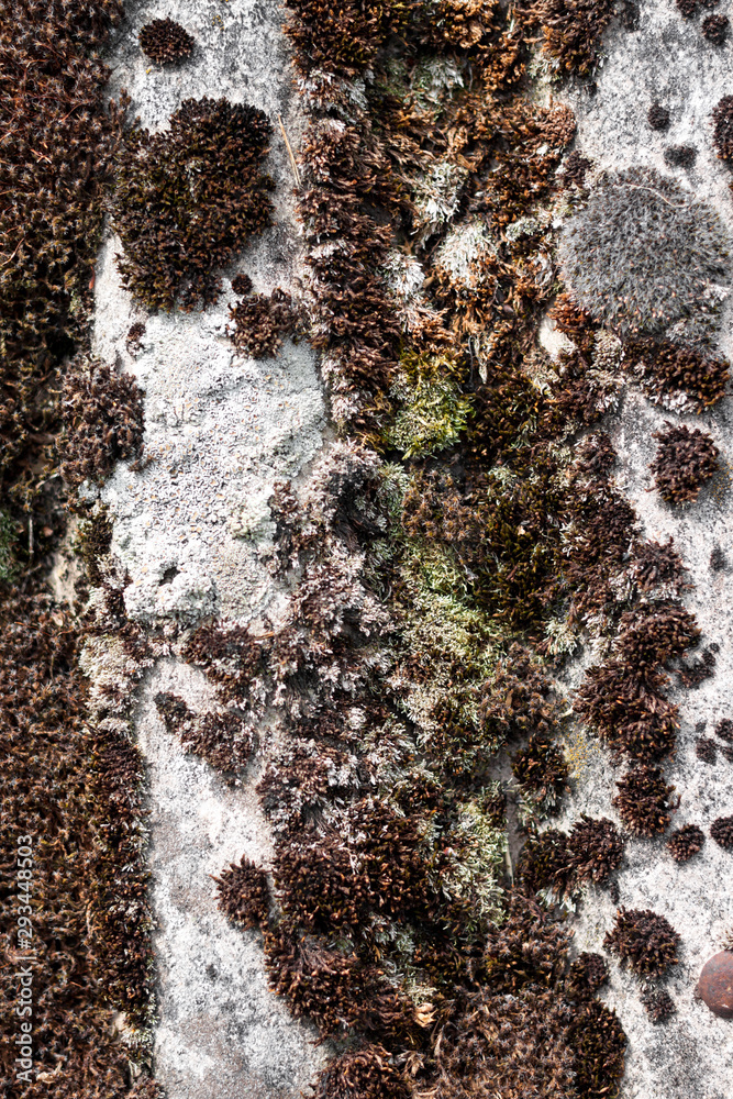 Closeup of old slate roof covered with dry moss and lichen Closeup of old slate roof covered with dry moss and lichen