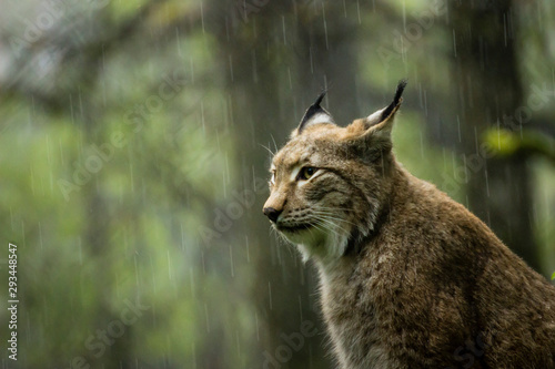 A patient Eurasian Lynx  sitting in the rain in forest