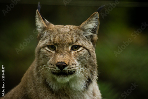 A close up of a Lynx in the forest