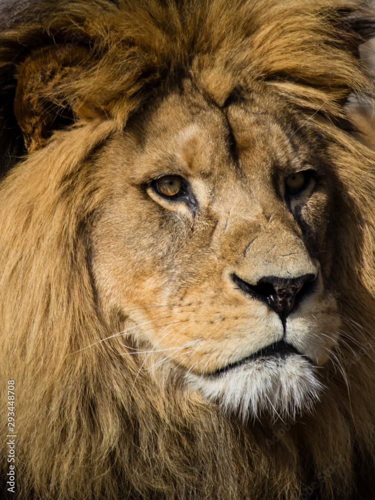 Fototapeta premium male african lion