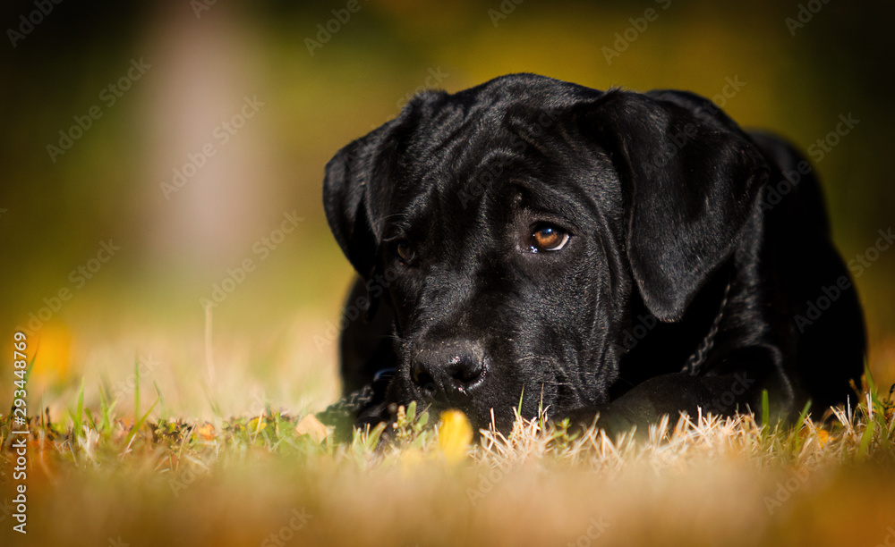 puppy breed Cane Corso on autumn grass