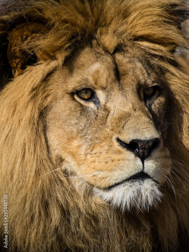 male african lion