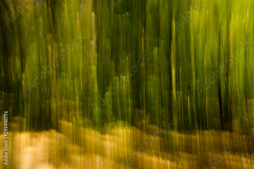 abstract forest background