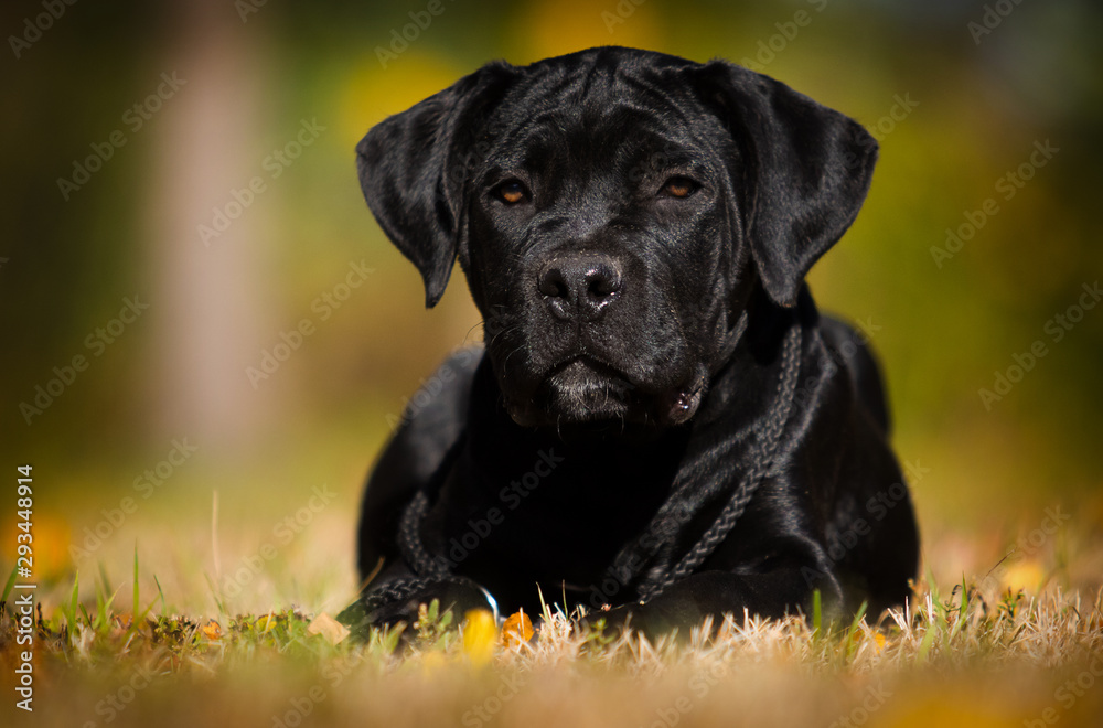 puppy breed Cane Corso on autumn grass puppy breed Cane Corso on autumn grass
