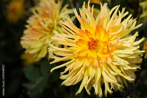 large yellow blooming flower