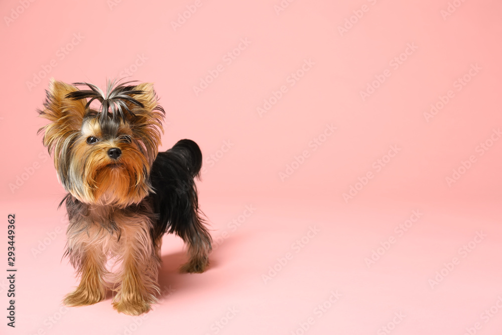 Adorable Yorkshire terrier on pink background, space for text. Cute dog Adorable Yorkshire terrier on pink background, space for text. Cute dog